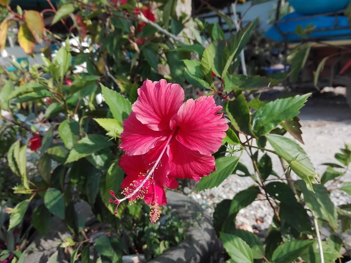Mother Hostel Ko Lanta Thailandia